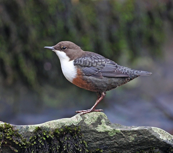 Dipper - Dippers, Kingfishers & Wagtails