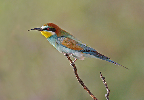European Bee Eater - Cyprus Birds