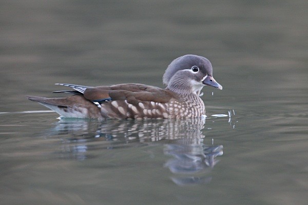 Mandarin - Ducks, Grebes, Geese, Swans & Gulls