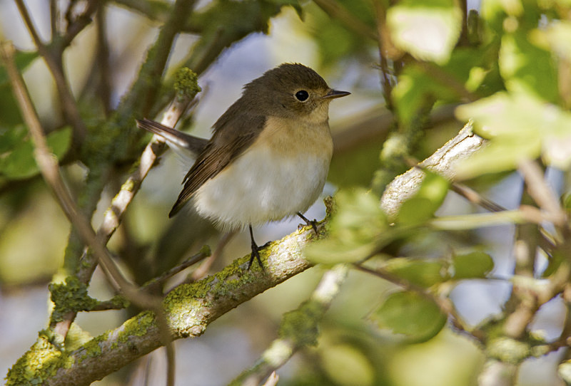Red Breasted Flycatcher - Flycatchers