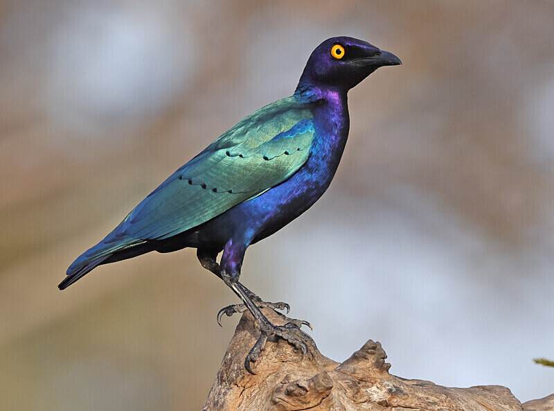 Purple Glossy Starling - The Gambia Januarry 2026