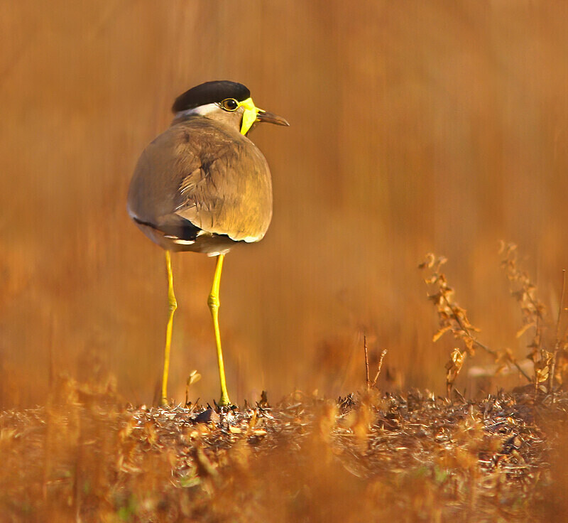 Yellow Wattled Lapwing - Selection Box