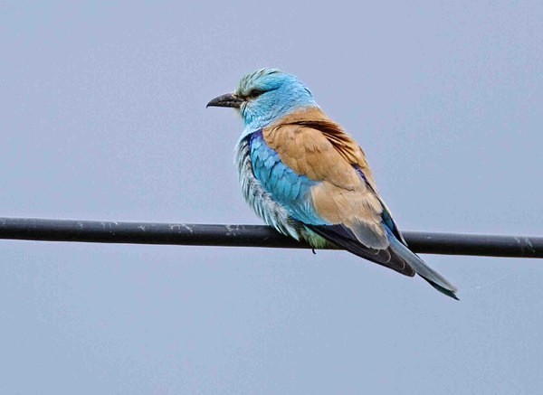European Roller - Extremadura, Spain
