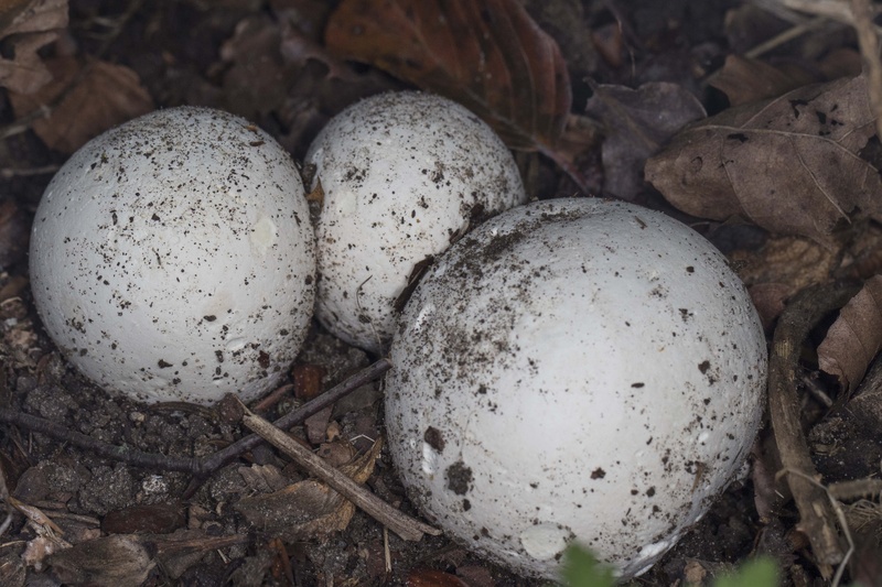 Puffballs sp - Puffballs and Earthballs