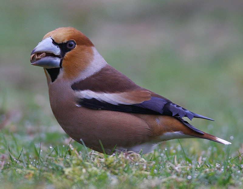 Hawfinch - Selection Box