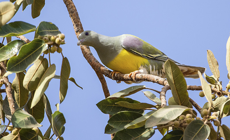 Bruce's Green Pigeon. - The Gambia 2018