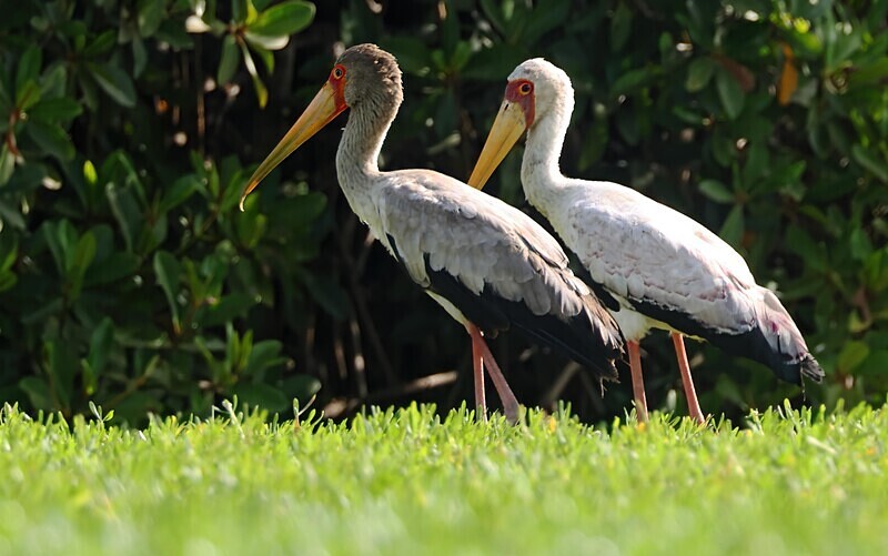 Yellow Billed Storks - The Gambia Januarry 2026