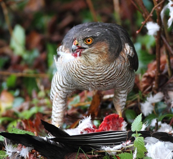  - Owls, Raptors, Corvids & Doves