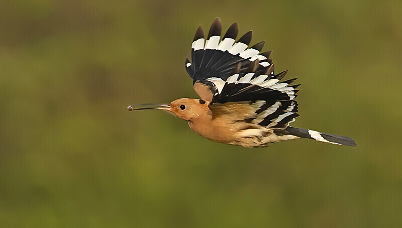 Hoopoe - Lesvos 2025