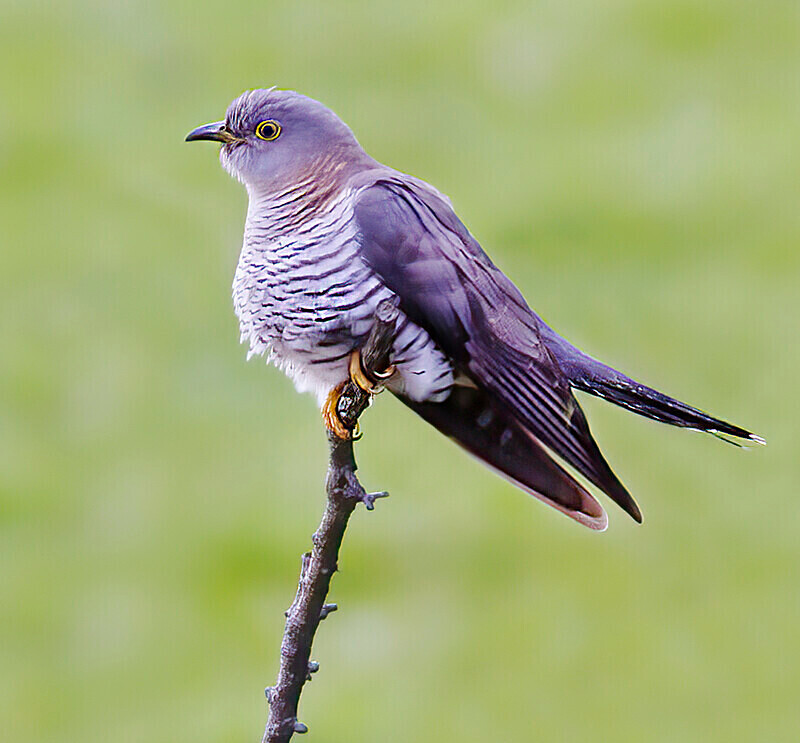 Female Cuckoo - Cuckoos