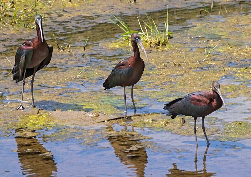 One of the two iconic birds of Lesvos. - Lesvos April/May 2023