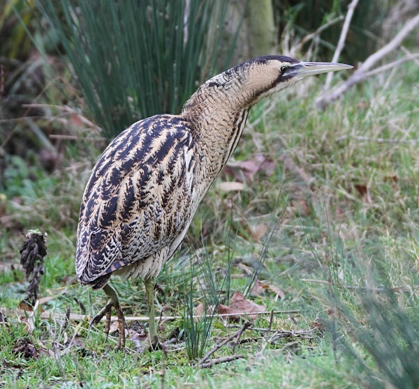Bittern - Herons, Egrets, Rails & Divers
