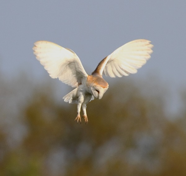 Barn Owl - Norfolk, Spring 2012