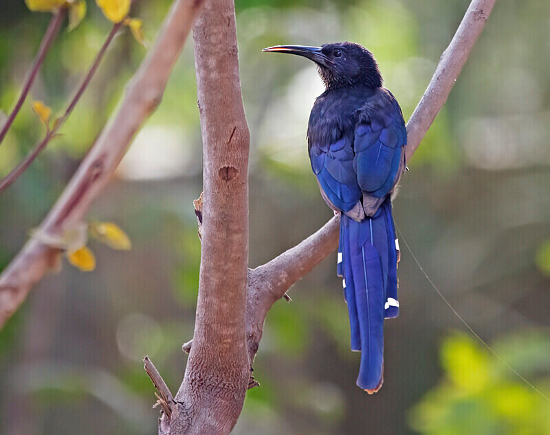 Green Wood Hoopoe. - The Gambia 2018