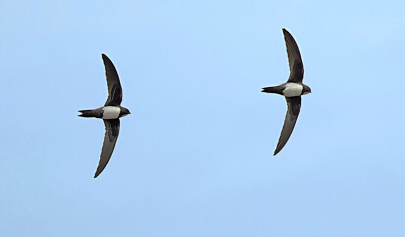 Alpine Swifts - Lesvos 2025