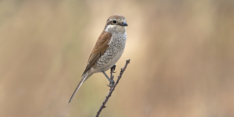 Female Red Backed Shrike. - Lesvos, Spring 2017