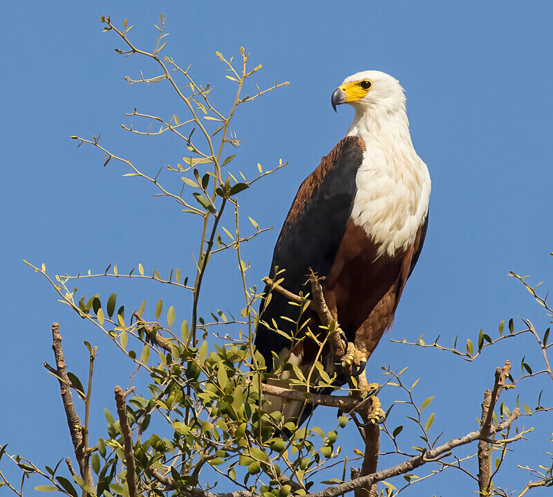 African Fish Eagle - The Gambia Nov/Dec 2023