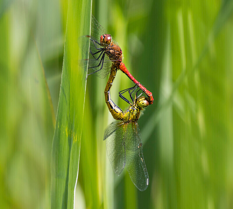 Ruddy Darters. - Dragonflies and Damselflies