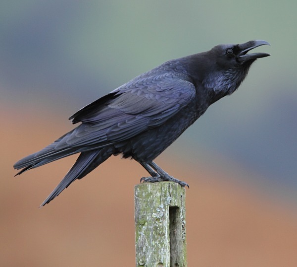 Raven - Owls, Raptors, Corvids & Doves
