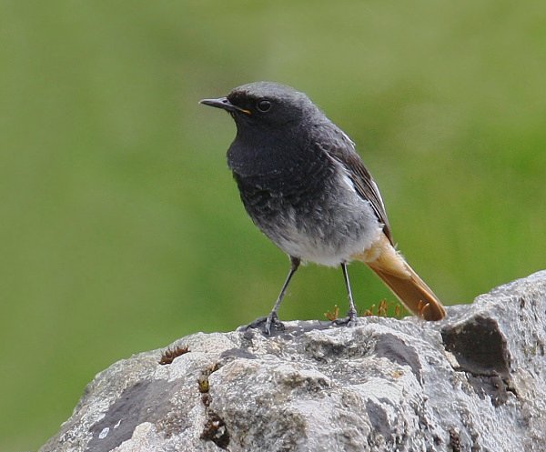 Black Redstart - Common & Black Redstarts