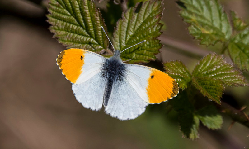 Orange Tip, Male - Butterflies