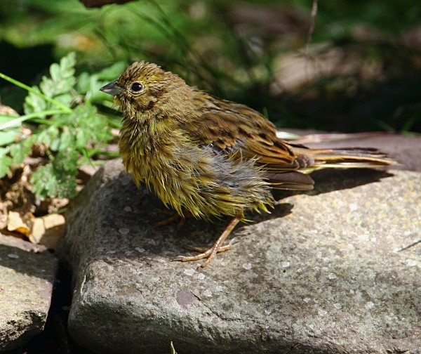 Yellowhammer Juvenile - Buntings