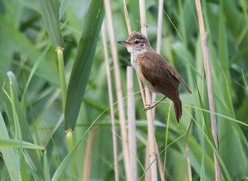 Paddyfield Warbler - Bulgaria and Romania 2019