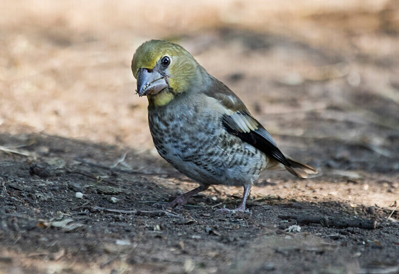 Hawfinch - Bulgaria and Romania 2019
