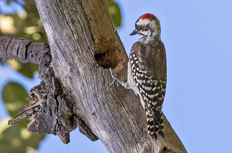 Brown Backed Woopecker - The Gambia Nov/Dec 2023