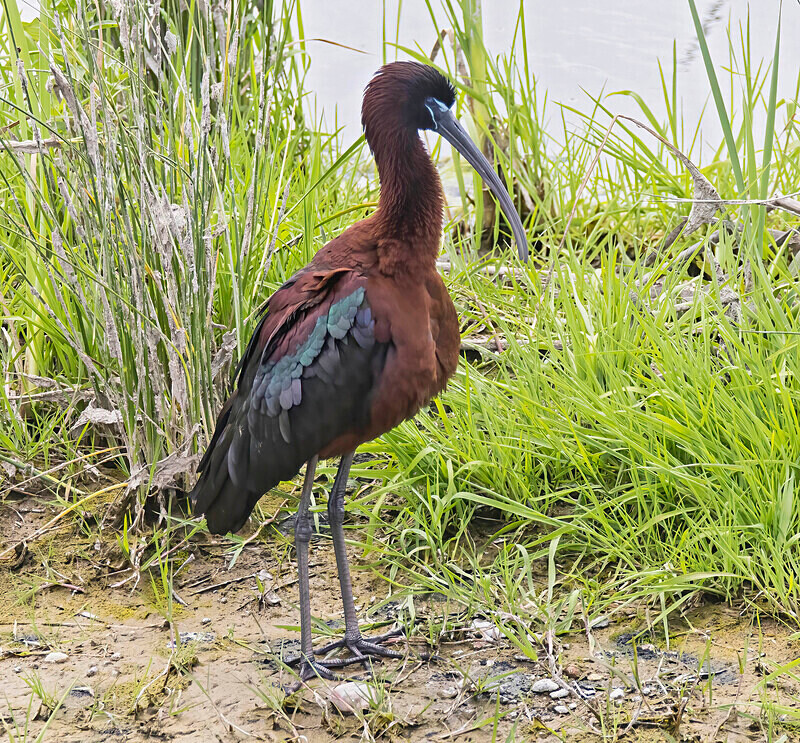 Glossy Ibis. - Lesvos April/May 2023