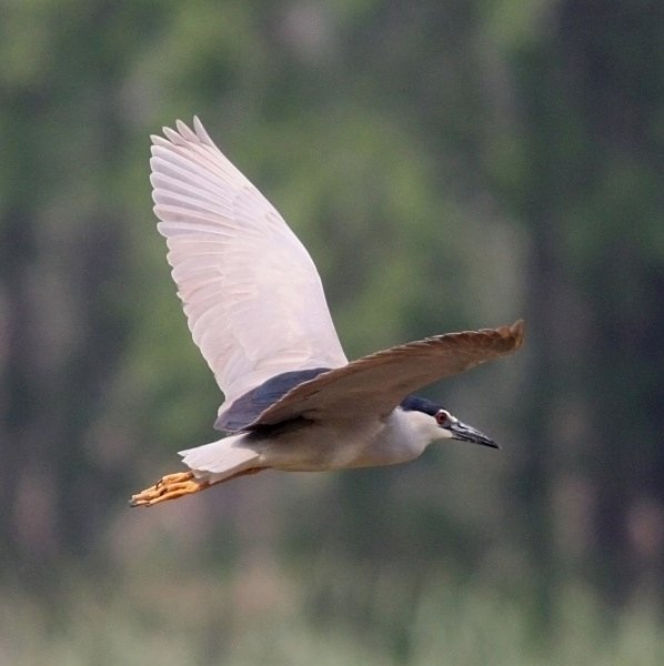 Night Heron - China Birds