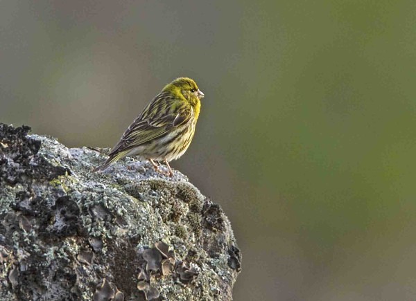 Serin - Extremadura, Spain