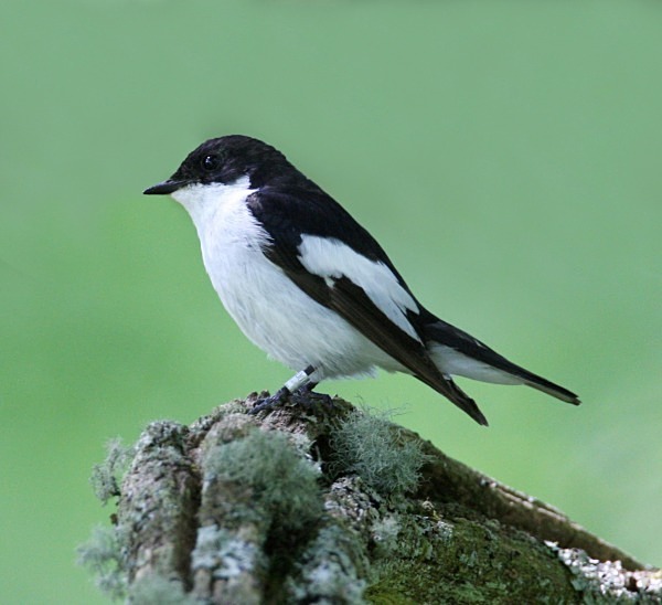 Pied Flycatcher - Flycatchers