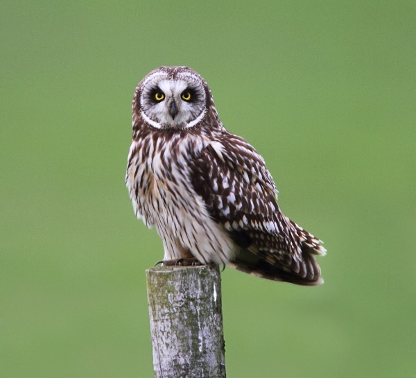 Short Eared Owl - Norfolk, Spring 2012