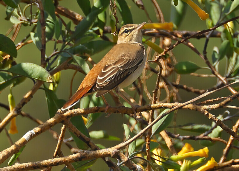 Rufous Scrub Robin - Lesvos 2025