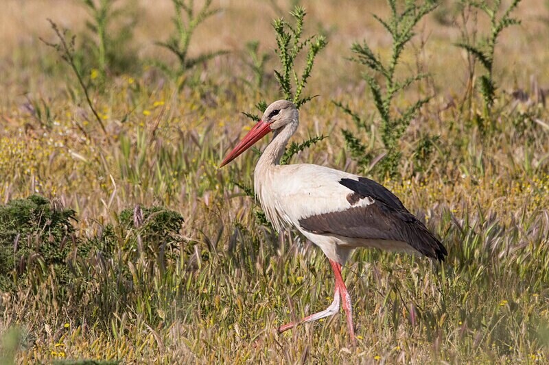 White Stork - Lesvos May 2022