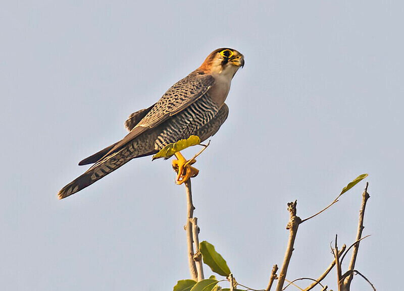 Red Necked Falcon - The Gambia Nov/Dec 2023