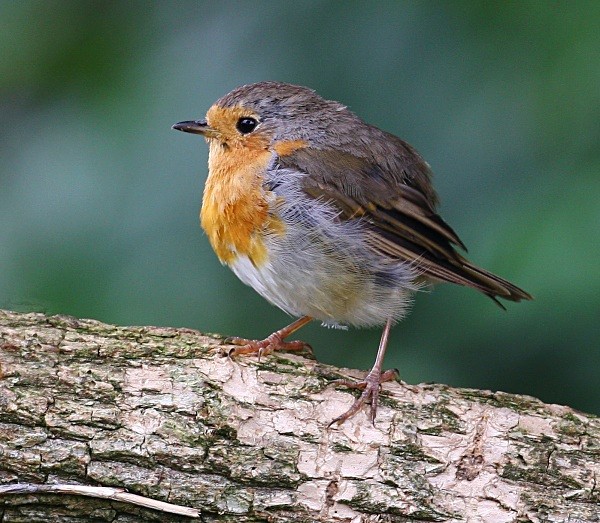 Robin - Chats, Sparrows & Starlings