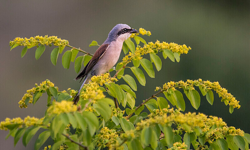 Red Backed Shrike - Bulgaria and Romania 2019