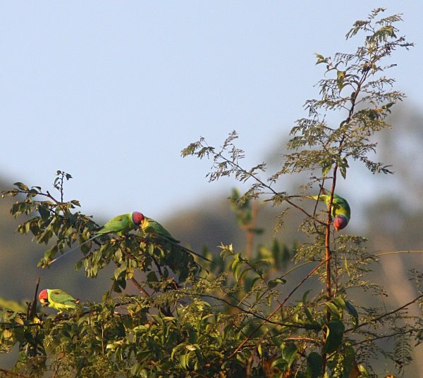 Plum Headed Parakeets - Indian Birds