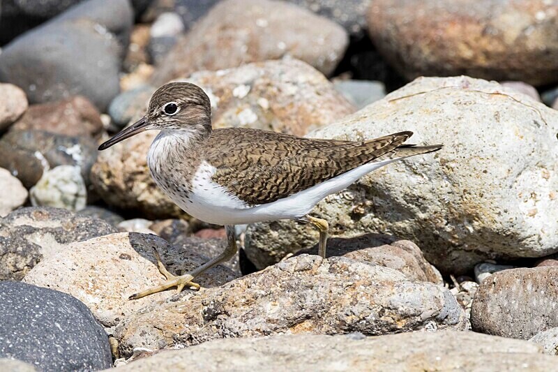 Common Sandpiper. - Lesvos April/May 2023