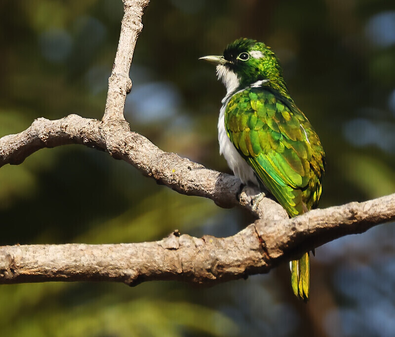 Klaas's Cuckoo - The Gambia Januarry 2026