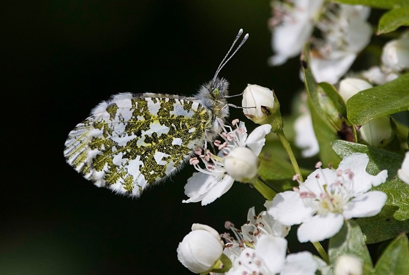 Orange Tip, Female - Butterflies