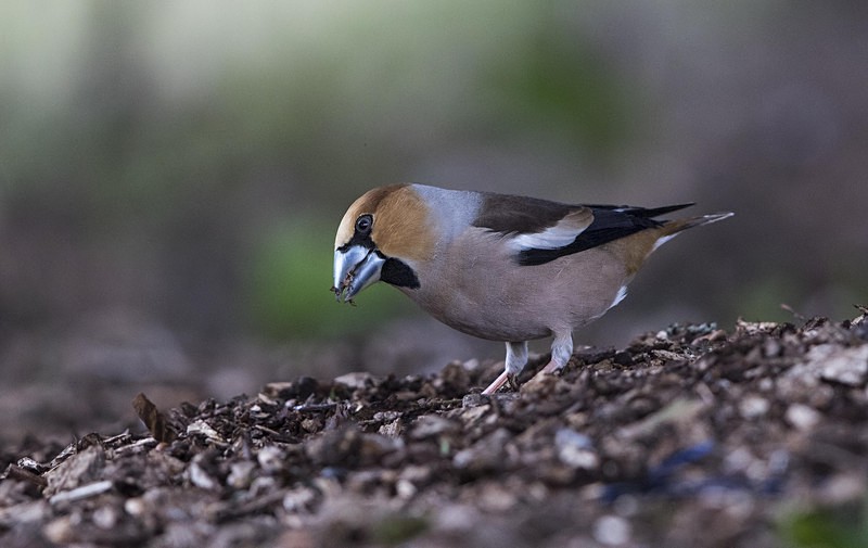 Male Hawfinch - Finches
