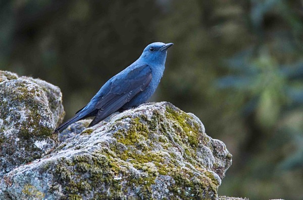 Blue Rock Thrush - Extremadura, Spain