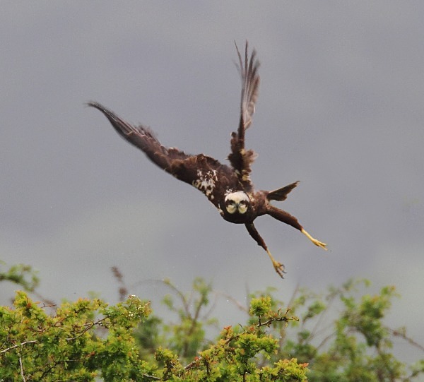 Marsh Harrier - Norfolk, Spring 2012