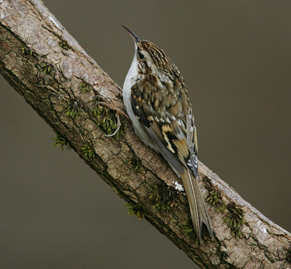 Treecreeper - Nuthatches & Treecreepers