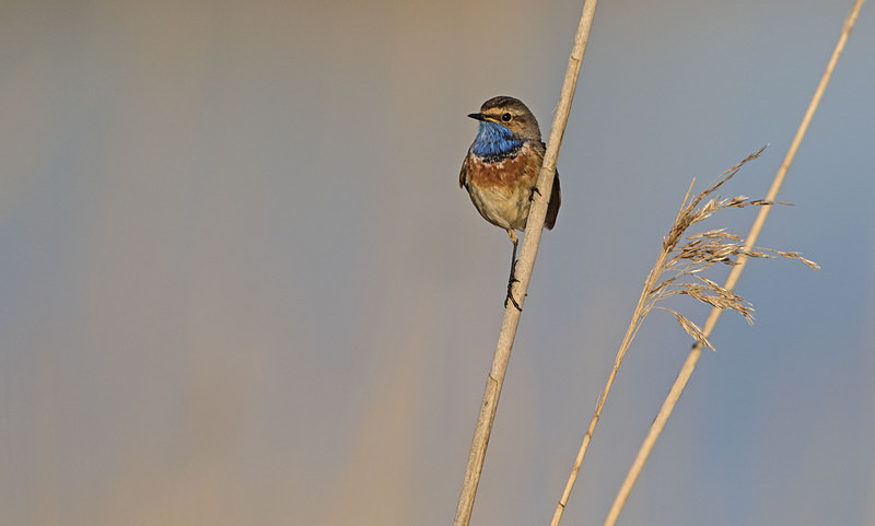 Male Bluethroat - Netherlands 2016