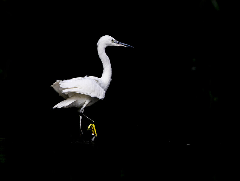 Little Egret - Selection Box