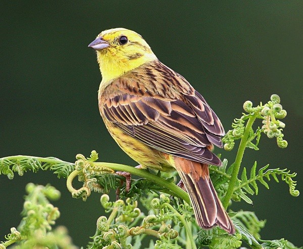 Yellowhammer - Buntings